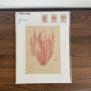 IKEA TRILLING Set of 3 Botanical Prints Henry Bradbury Coral Minimalist Vintage